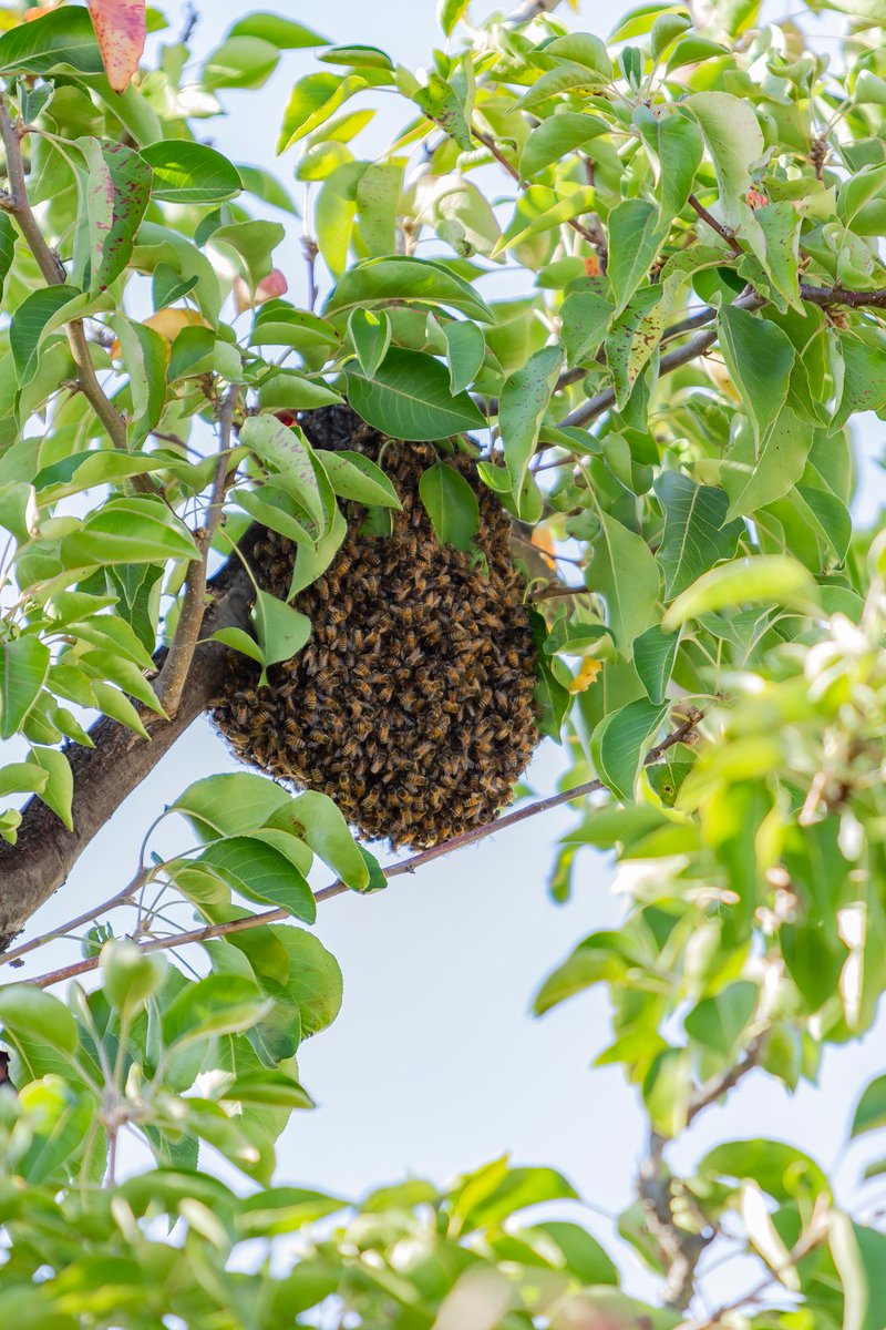 BeeManBuzz's tweet photo. Got a #BeeInfestation in your rental property? Follow these #Tips from bee and wasp exterminators to keep your tenants safe before #ExpertRemoval. https://t.co/tUGT3SpCti https://t.co/ZpI9RDhta0