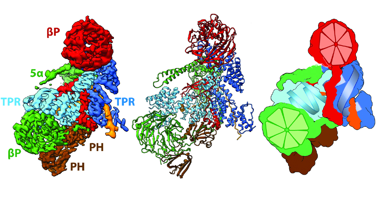 mpimoph's tweet photo. - Structure of the human BBSome core complex -
next @eLife publication on the #BBSome by @Intein &amp; Alfred Wittinghofer @maxplanckpress #CryoEM 

Here are both, 2 x Klink et al.
https://t.co/VqBPsw6DMv
https://t.co/EAozOMbnSj https://t.co/Gndbxv7y2J