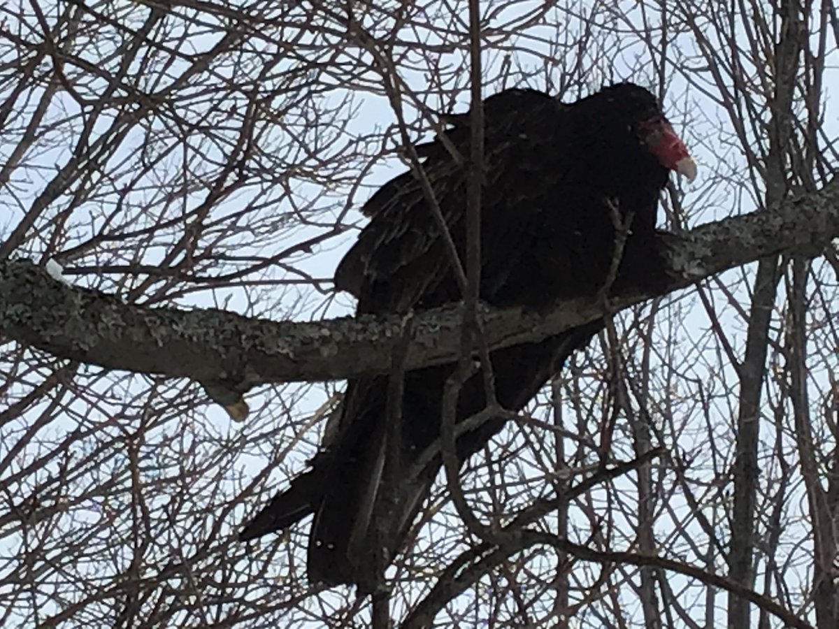 SourisWildlife's tweet photo. Jim Cheverie shared this great photo with us, taken in Souris on January 17th, of a Turkey vulture that he spotted hanging about.  Very interesting find in your backyard!  😃  
https://t.co/vXMw9vKBCe #itsturkeytime #neatfind #winterbirding #SourisPEI https://t.co/2FKZDicTdy