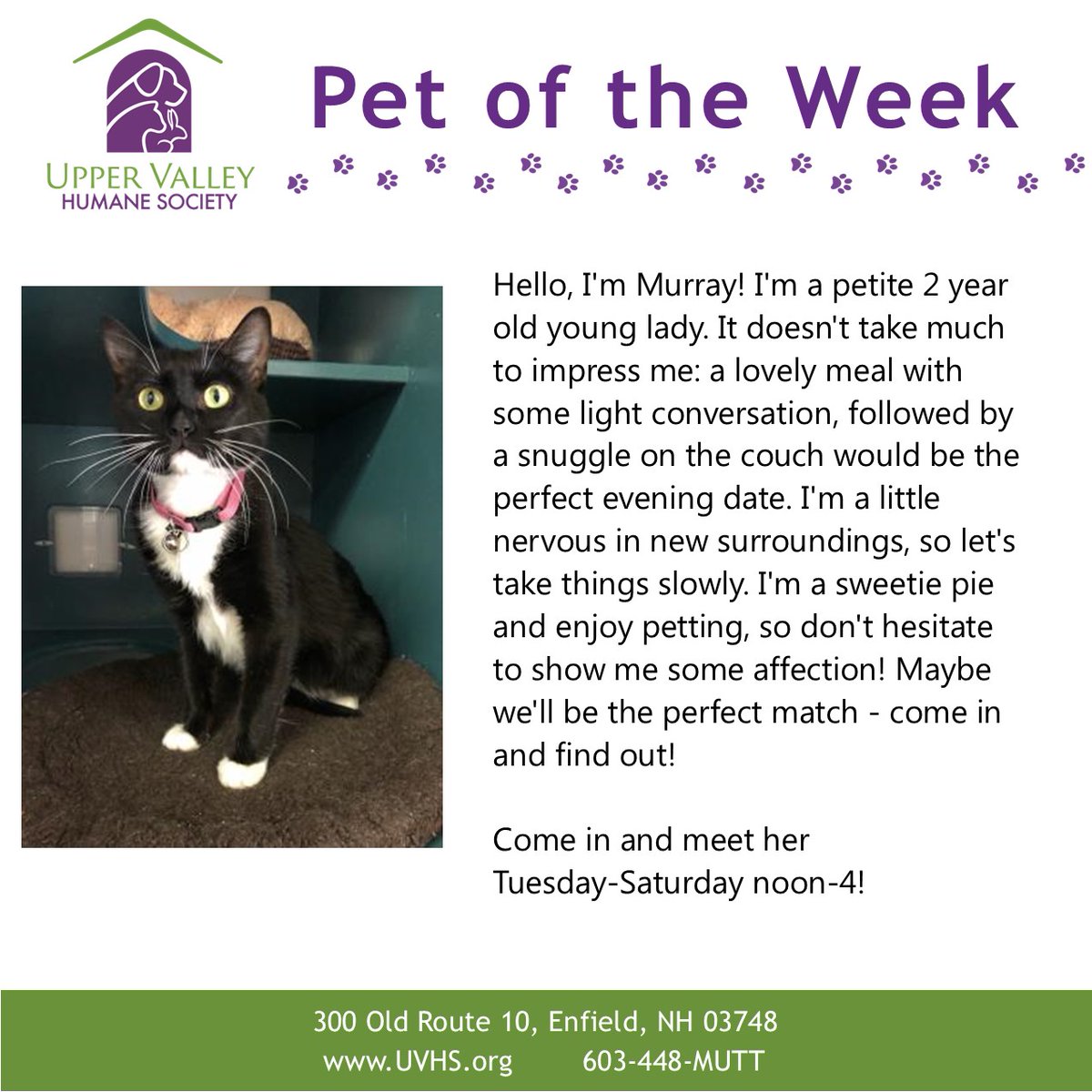 UVHumaneSociety's tweet photo. Meet our Pet of the Week, Murray!
#animalrescue #adoptdontshop #rescue #animals #animallovers #cats #fureverfamily #animal #animallover #animalwelfare #cute #animalshelter #cat #sanctuary #loveanimals #adopt #UpperValleyPets #VermontAdoptablePets #NewHampshireAdoptablePets https://t.co/2d57yHsQvn