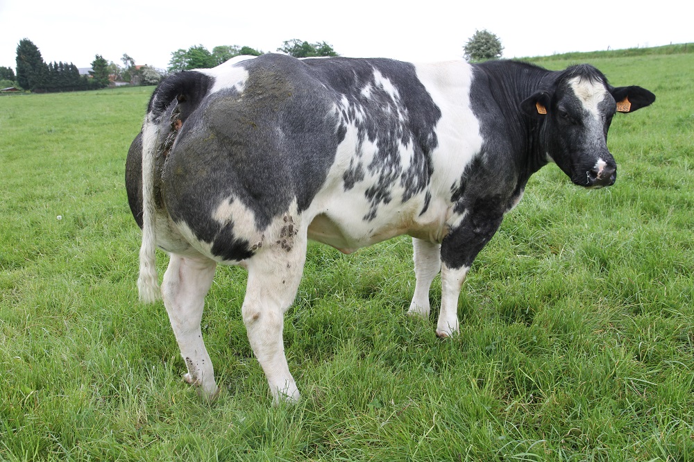 Prestige Beef tweet media