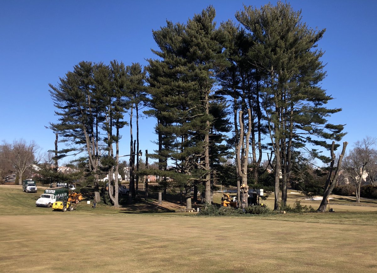Brendan J Byrne (@brendanjbyrne01) on Twitter photo With the ground frozen, we started to take the pines down on the left of the 7th hole. Thanks <a href="/Arader_Tree/">Arader Tree Service</a> <a href="/LlanerchCC/">Llanerch Country Club</a> With the ground frozen, we started to take the pines down on the left of the 7th hole. Thanks <a href="/Arader_Tree/">Arader Tree Service</a> <a href="/LlanerchCC/">Llanerch Country Club</a>