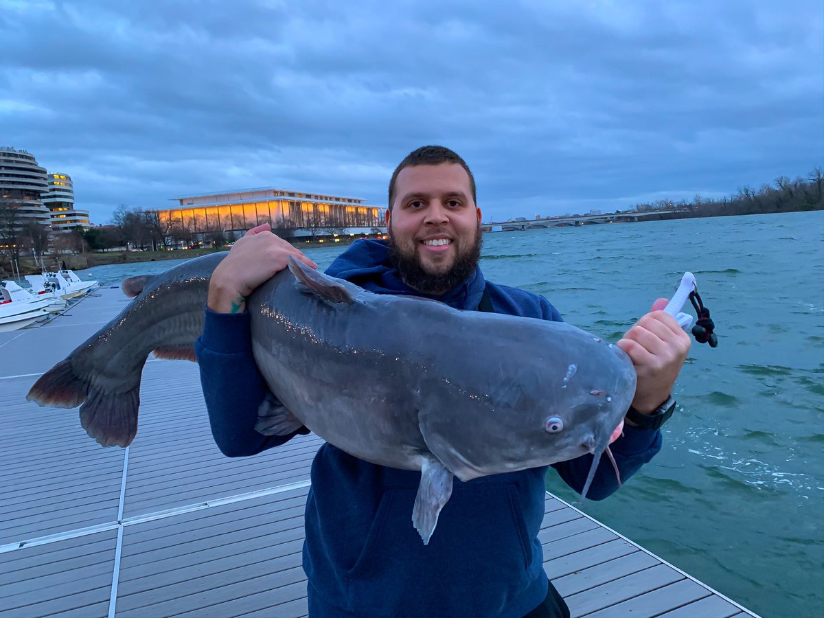 Big Blue catfish | Potomac River fishing (NEW PB) Ft The fishin magican youtu.be/JklrWMO_4LM   #catfish #fish #fishing