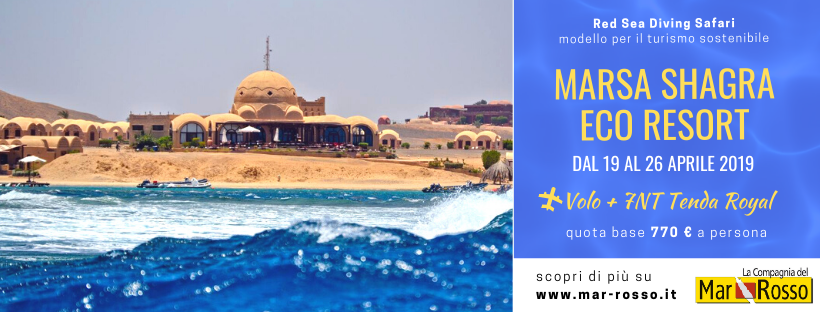 CompMarRosso's tweet photo. MARSA SHAGRA ECO RESORT 🇪🇬
Volo + 7 notti soggiorno All Inclusive
📆 Partenza 19 - 26 Aprile 2020
✈️ Volo dai maggiori aeroporti italiani DIRETTO su Marsa Alam
🐠 IMMERSIONI escluse, su richiesta
🐢 CORSO con la nostra biologa marina

📍 PRENOTA SUBITO
https://t.co/0juleHnfjd https://t.co/fQsJyiiZVy