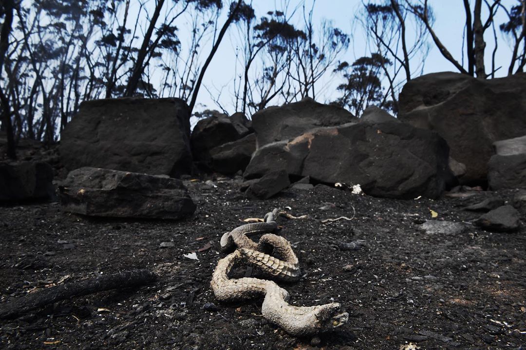Photographer Nick Moir Documents The Massive Bushfires Across Australia photogrist.com/nick-moir-bush… #documentaryphotography #photojournalism