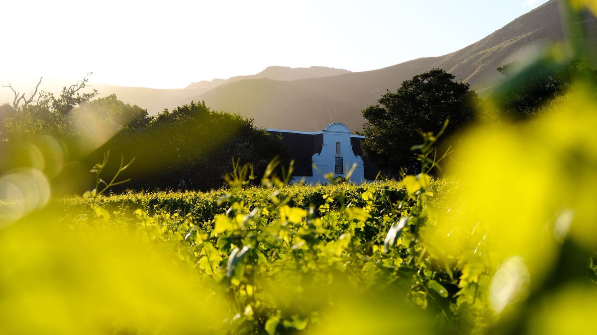 GrootConstantia's tweet photo. Did you know? The name Constantia comes from the Latin word for constancy or steadfastness. 
There is no better way to describe our vineyards, some of which have been growing grapes for 335 years.  #GrootSummer https://t.co/JUnQlZoRsZ