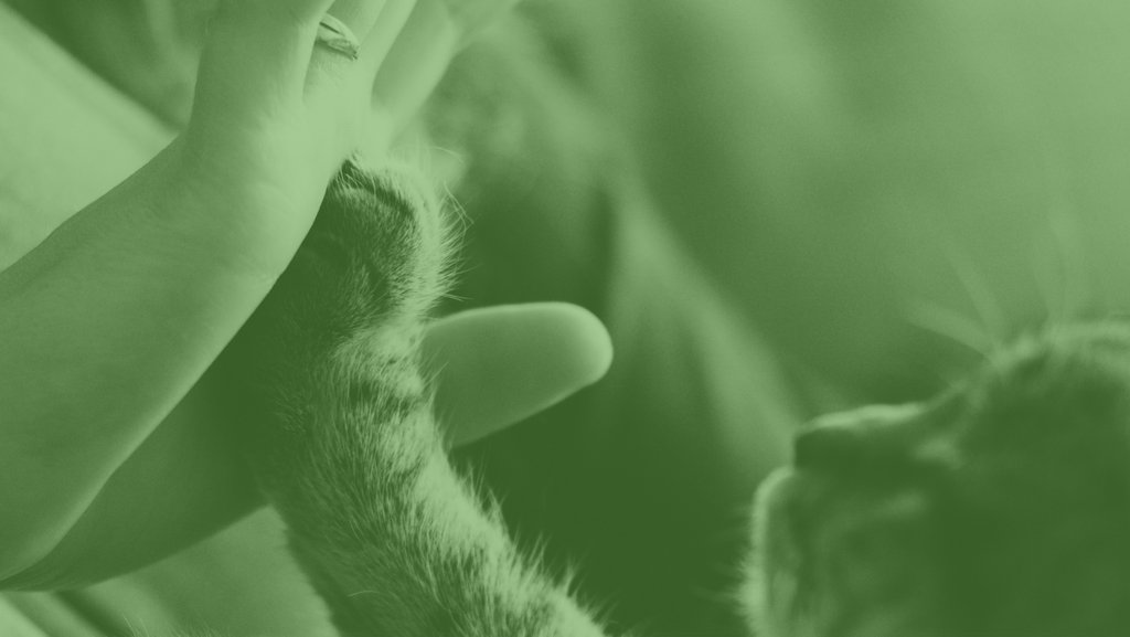weshopcbd's tweet photo. Calmer, quieter, and pain-free pets? 🐶🐱 #CBD is ready to help. Yet, animal associations are calling for stronger regulations to ensure the quality of products. https://t.co/FE78CQsw11 #cbdlife #cbdhealth #cbdbenefits https://t.co/I4KVmgsbVn