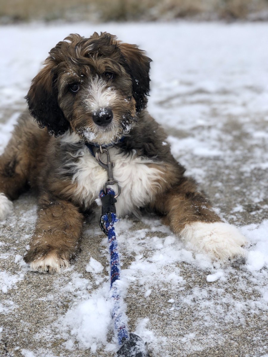 FutterKaytlin's tweet photo. Samson☀️ https://t.co/HCwNuZDHCA