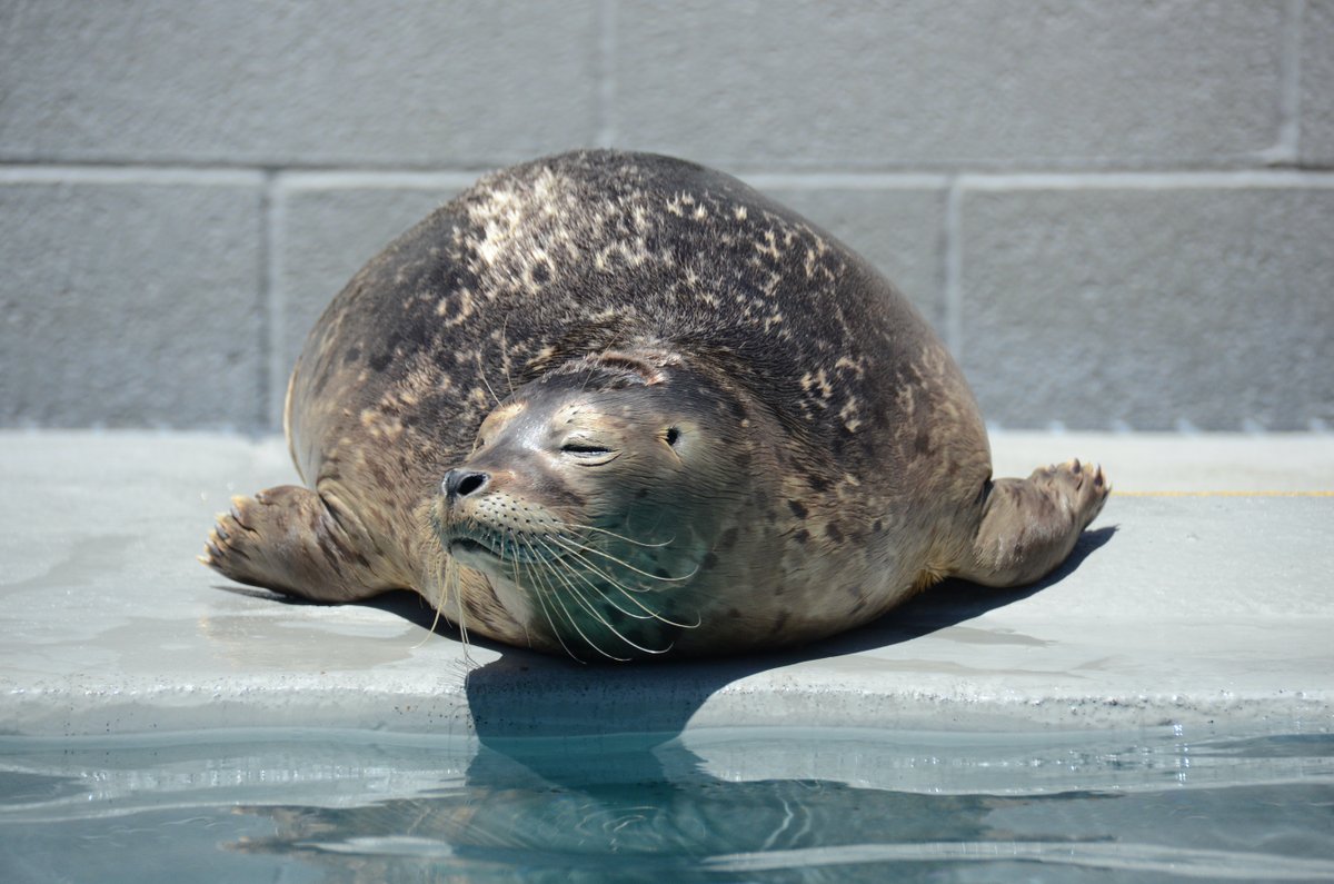 TMMC's tweet photo. Canceling plans is ok. Doubling your body weight in 3 months is ok. Eating exclusively fish smoothies is ok. Trying to intimidate your caretakers by barking is ok. Being carted around in a seal-barrow is ok. Do whatever you need to cope ☺️ #SelfCare https://t.co/jQpaTcJHAe
