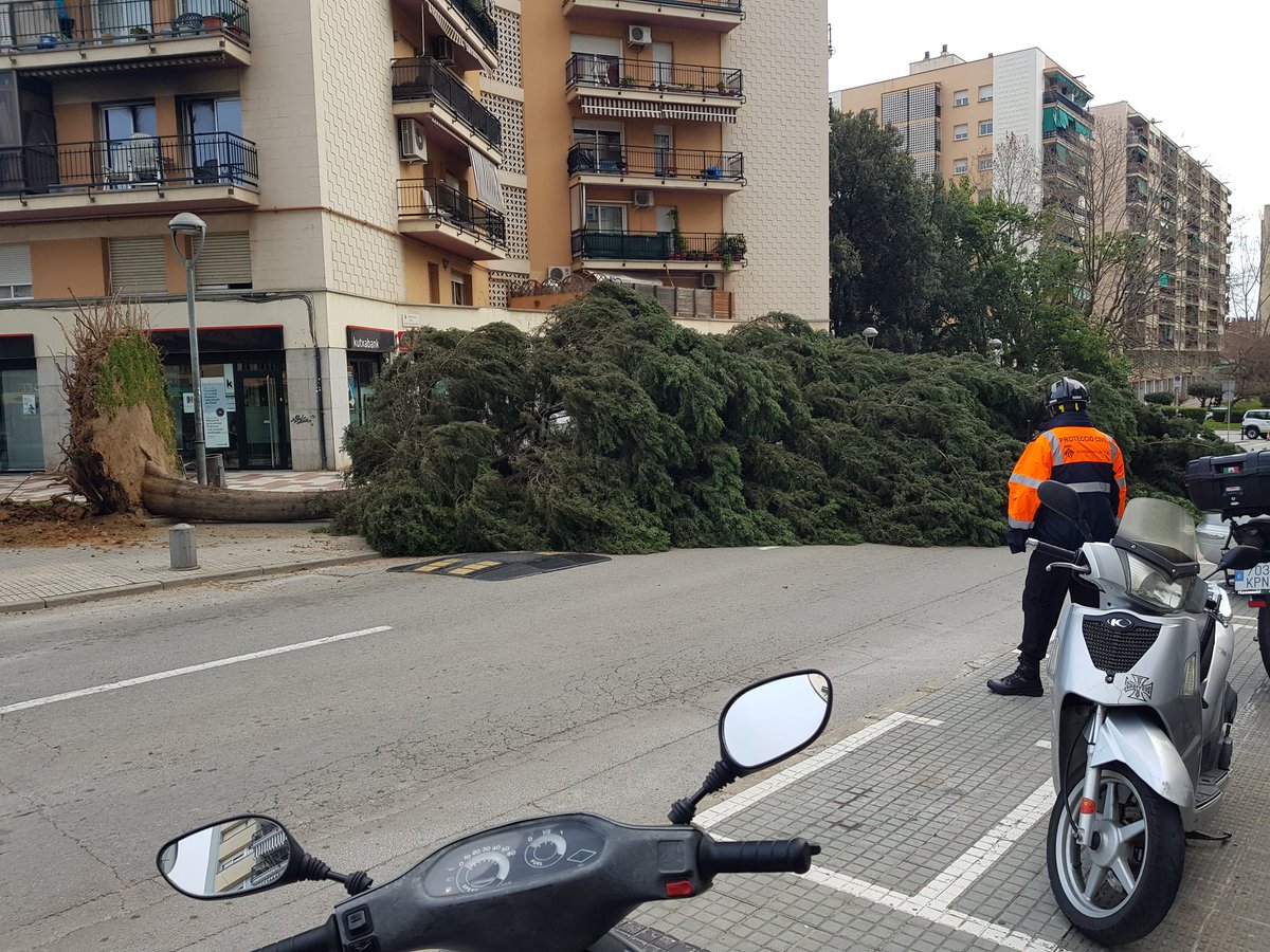 rubencabus's tweet photo. Un arbre de grans dimensions ha caigut a Rubí, just al costat de l'estació d'FGC. Cap persona ferida #rubicity #temporaltv3 @324cat https://t.co/jBJjibKag0