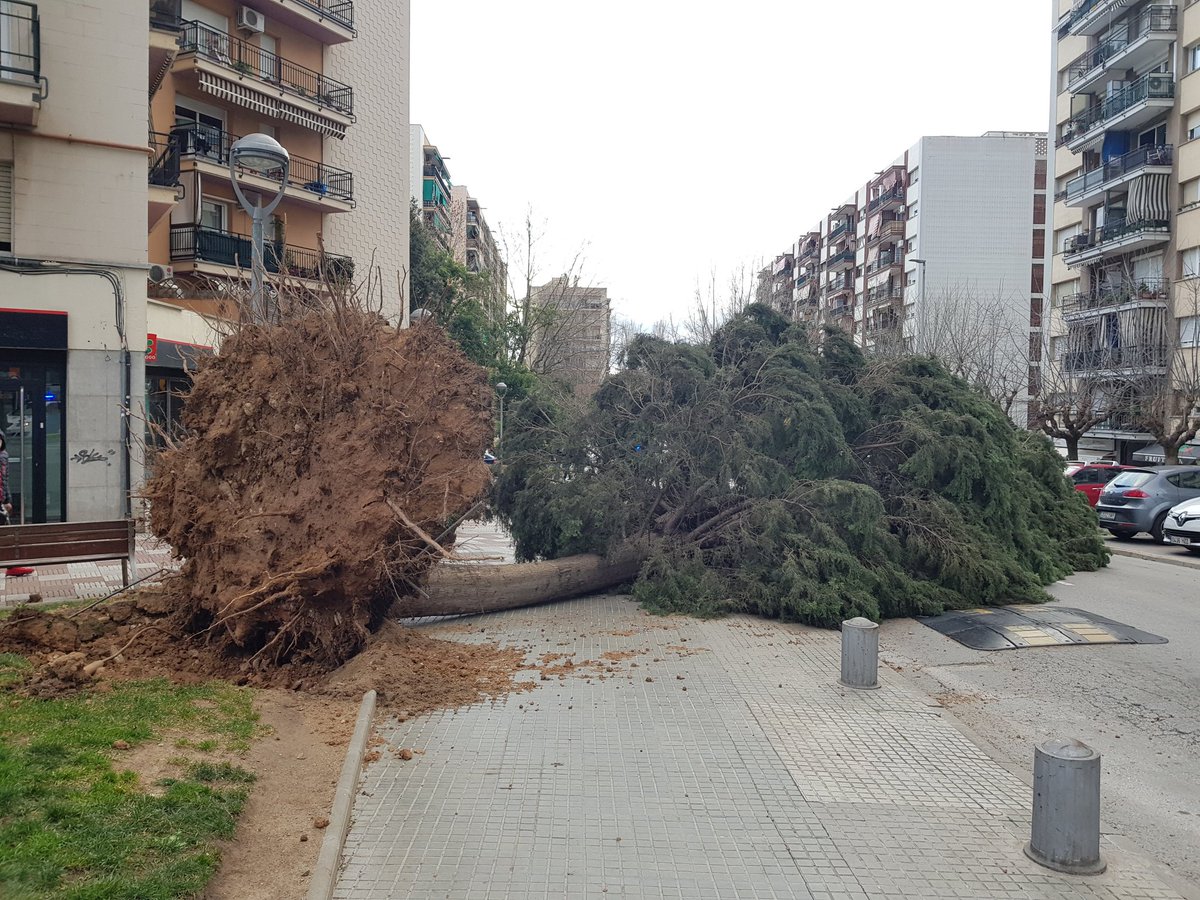 rubencabus's tweet photo. Un arbre de grans dimensions ha caigut a Rubí, just al costat de l'estació d'FGC. Cap persona ferida #rubicity #temporaltv3 @324cat https://t.co/jBJjibKag0