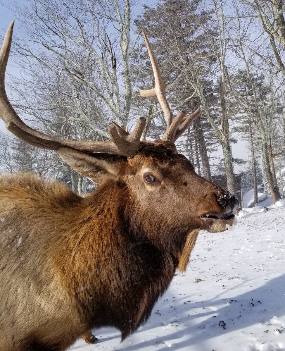 GrandfatherMtn's tweet photo. #Snowday? #Elk yes! #GrandfatherMountain's resident elk enjoy the #snow and #winter #weather this Monday, Jan. 20. 

Photos by Chloe Brady | Grandfather Mountain Stewardship Foundation https://t.co/gTj9DSWivs