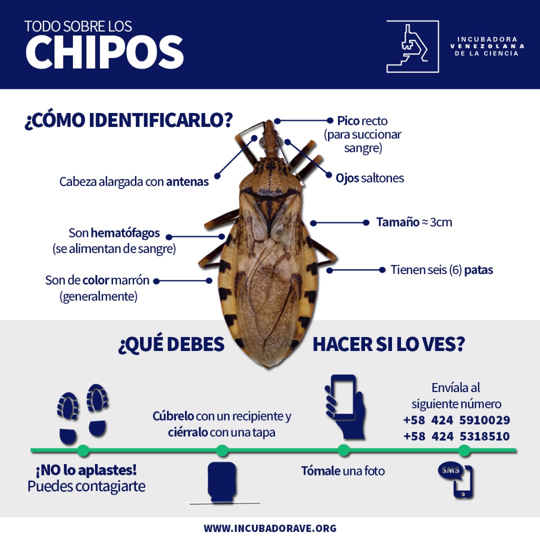 incubadoravzla's tweet photo. Seguimos con nuestra campaña #traetuchipo #bringyourbug presentamos características que permiten a los científicos ciudadanos identificar los triatominos (chipos) ¡Ayúdanos a difundir!
@UltimaHoraWeb
@ASOPORTUGUESA
@nportuguesa
@Mix927Acarigua
@QueHayAcarigua
@martinezmalu https://t.co/lc7YhFhjik