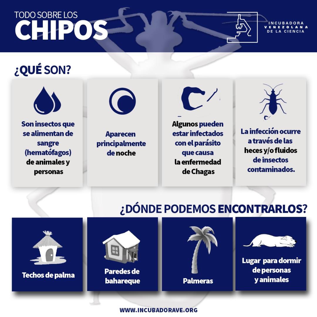 incubadoravzla's tweet photo. ¡Todo sobre los chipos! Datos que nos permitirán orientar el trabajo de campo y recolección. #CitizenScience
Ayúdanos a difundir mediante un retweet empleando los hashtags #traetuchipo #bringyourbug
@hakarygua
@acariguaaraure
@PortuguesaTV
@Portutvnoticia
@ReporteGuanare https://t.co/NQkekpJcLv