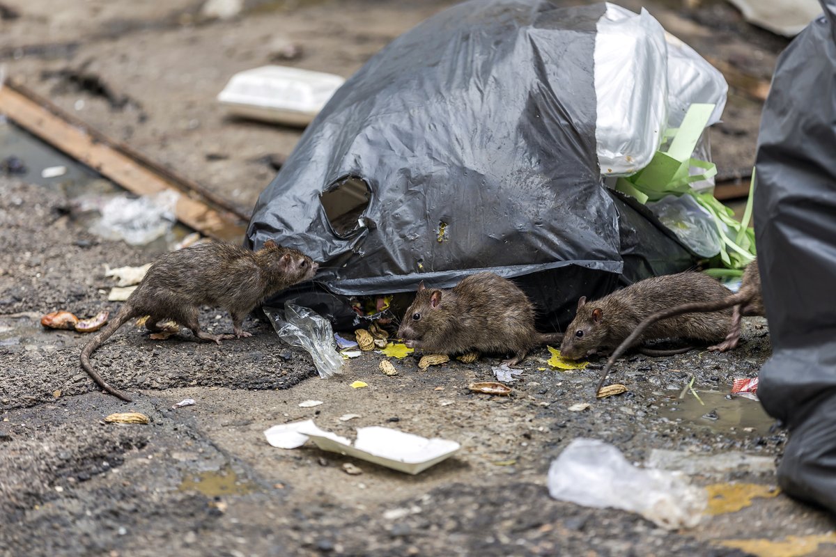 ransfordpest's tweet photo. Rats are scary and if you’re worried about an invasion in your home this #winter, understanding how to keep them out is a must. https://t.co/Q9pbhQl1OV  #rats #rodents #pestcontrol https://t.co/FJPcyrjGex