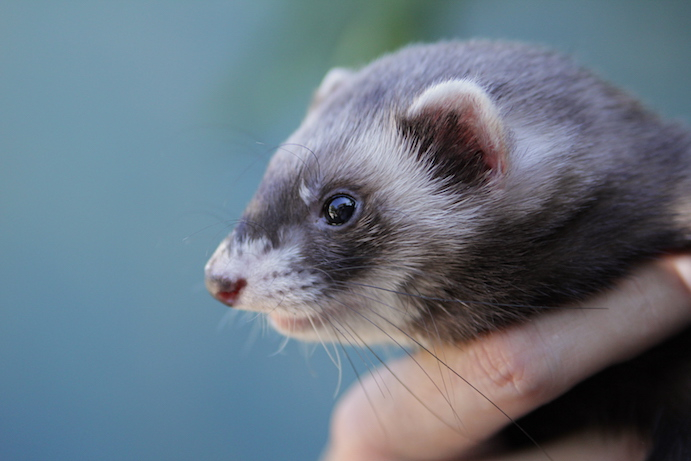 CalFerrets's tweet photo. Portrait of Strawberry Shortcake. A fun and feisty California Ferret. 
___⁠
UCFA advocates for the decriminalization of domestic ferrets in California. ⁠
—— ⁠
#CaliforniaFerrets #ferretfreedom #ferrets https://t.co/yZtBXYMuao