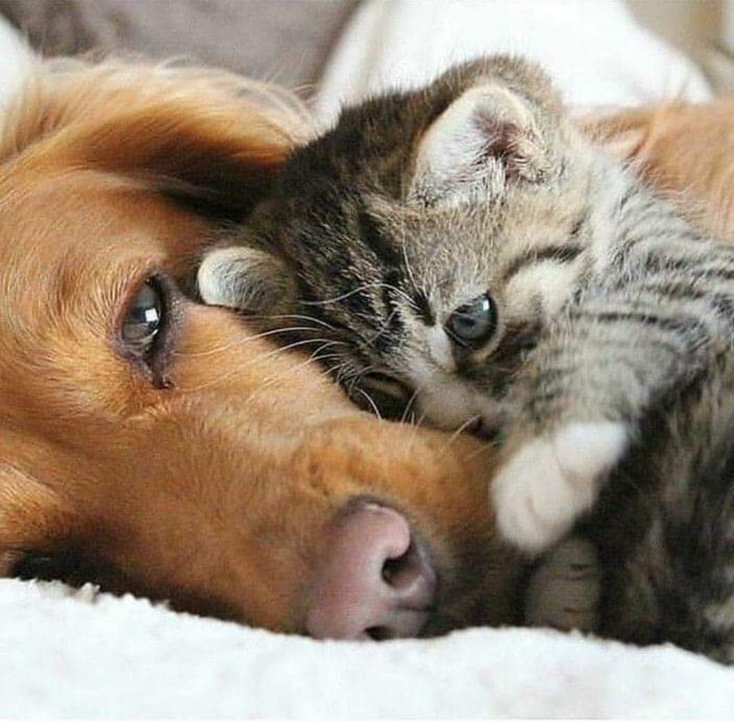 İyi bak insanoğlu bu resme öğrenecek çok şeyin var...