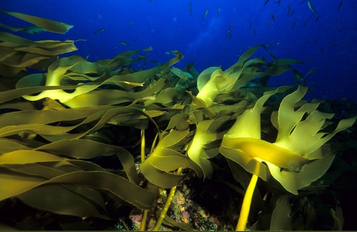 Ocean_Agnes's tweet photo. "Green without blue is only yellow" -@VSinkevicius speaks in @EP_Fisheries about #OurOcean importance in #EUGreenDeal #BlueEU #GreenDealBlue https://t.co/EcZdihLLA8