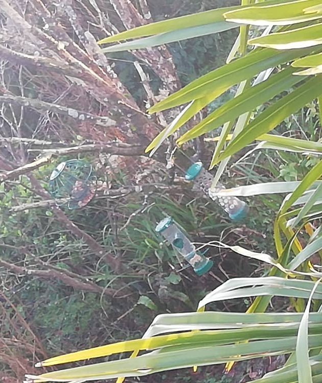 At this freezing cold time of the year make sure you are thinking of our feathered friends. So get your feeders out! #birds #birdphotography #birding #bird #plasticfreecoastlines #plasticpollution #plasticfree #2minutebeachclean #CleanerSeas #beachclean #beachcleanup #beachlitter