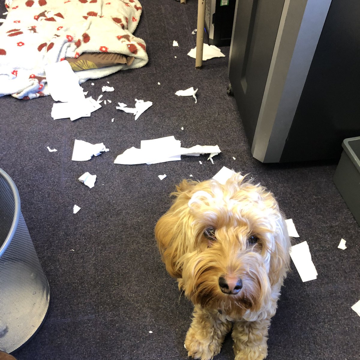 Pippin11519's tweet photo. I’ve been so helpful today! Greeting our visitors and students and helping with shredding the recycling 🐶❤️ #lifeofaschooldog #shredder #happypup #somanyfriends #loveschoolcuddles https://t.co/SififHYRCH