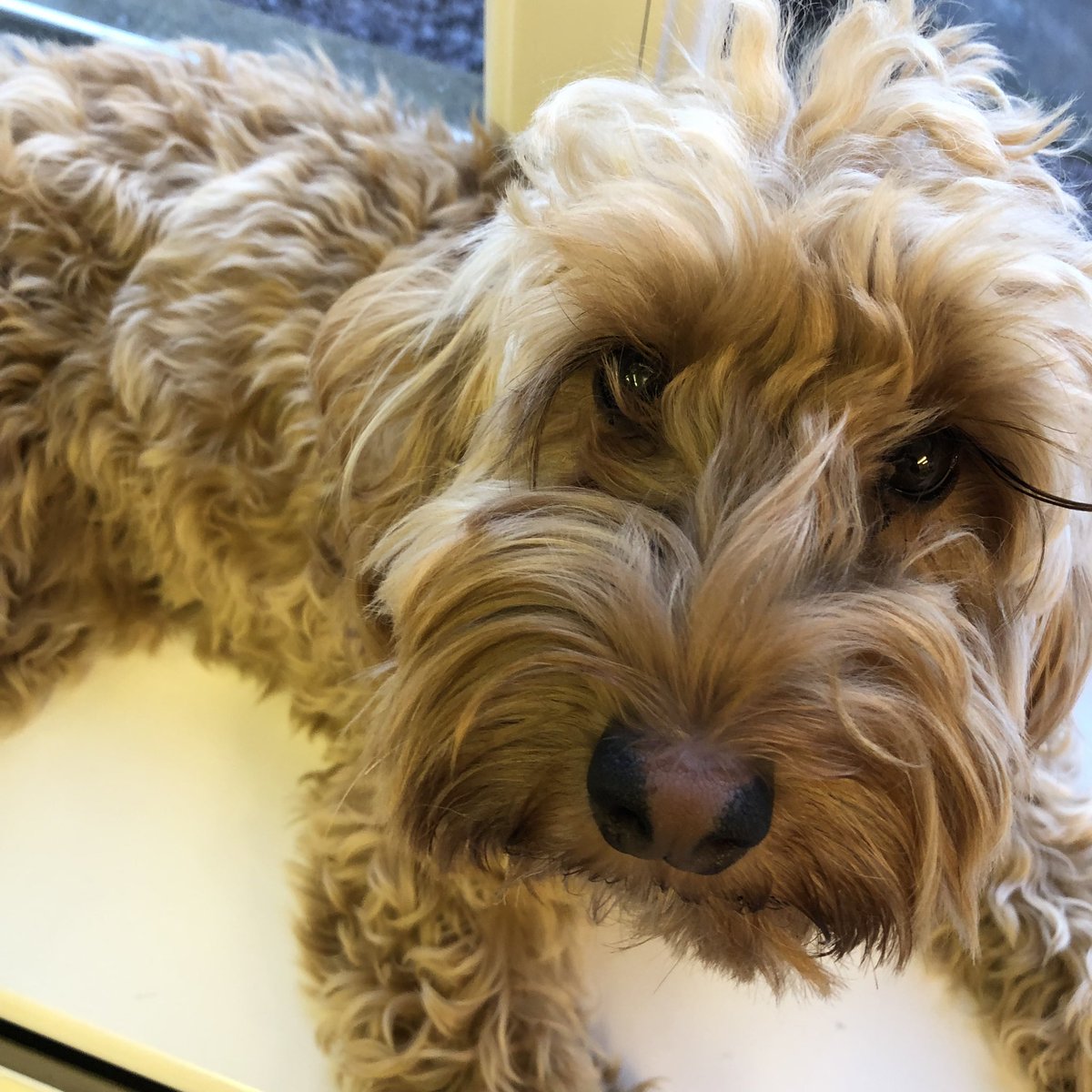 Pippin11519's tweet photo. I’ve been so helpful today! Greeting our visitors and students and helping with shredding the recycling 🐶❤️ #lifeofaschooldog #shredder #happypup #somanyfriends #loveschoolcuddles https://t.co/SififHYRCH