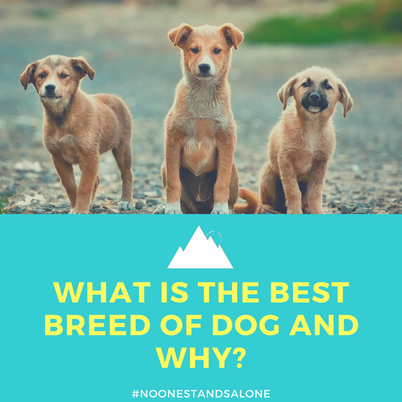 mountainlife_'s tweet photo. Tell us your favorite breed! https://t.co/wOhQkHi5yt