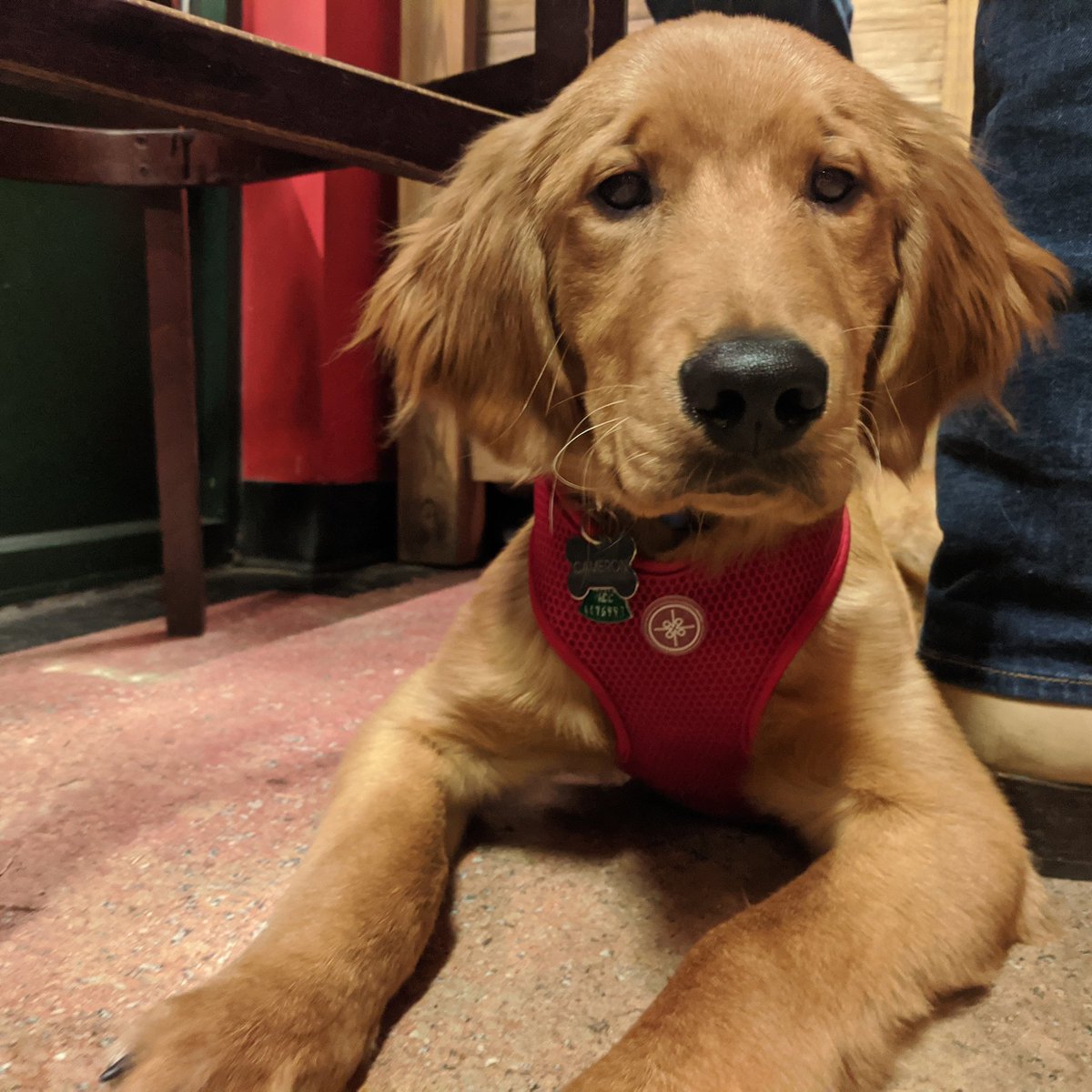 Crafty_Draught's tweet photo. Dogs of Crafty. 😛 🍺 🐶 https://t.co/GiG16IwVNf