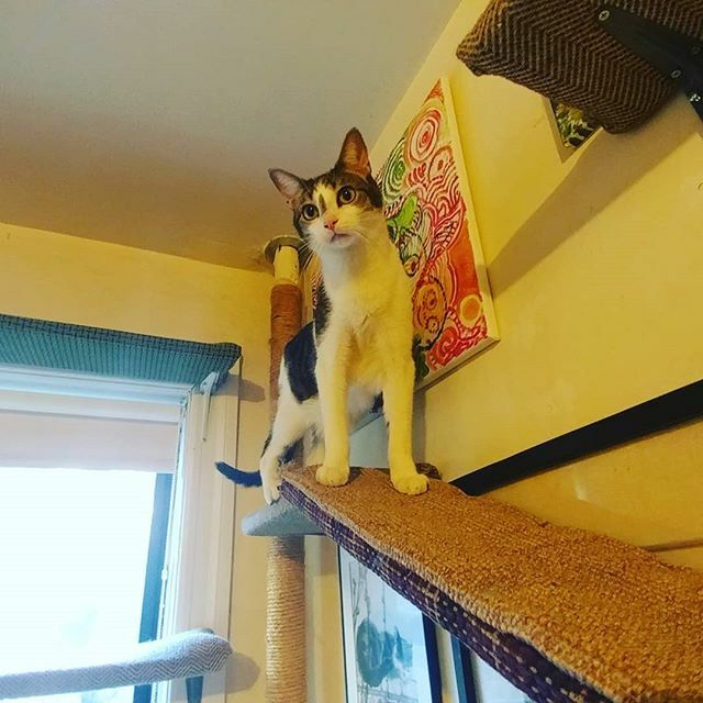 felineshelves's tweet photo. Bentley: guy this is cool! It goes to my runway!
Me: yea Lil #bringcatsindoors #felineshelves #catslife #catlife #catlifestyle #catsworld #catmojo #catification #catfurniture #catlovers #catlover #catsrule #catshelf #catshelves #catbridge #cattrees #cat… https://t.co/65y2gexnDh https://t.co/V52iSkkriD