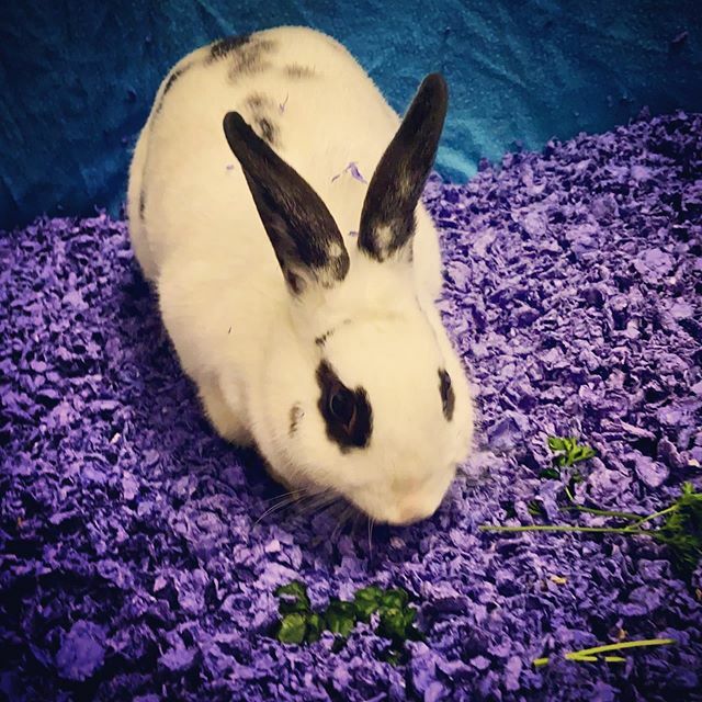 carefreshpets's tweet photo. Hoppy Monday! 💜 #smalpetsbiglove #carefresh #carefreshbedding #playfulpurple https://t.co/I7rZ1xOBBq https://t.co/BrmMc19iHN