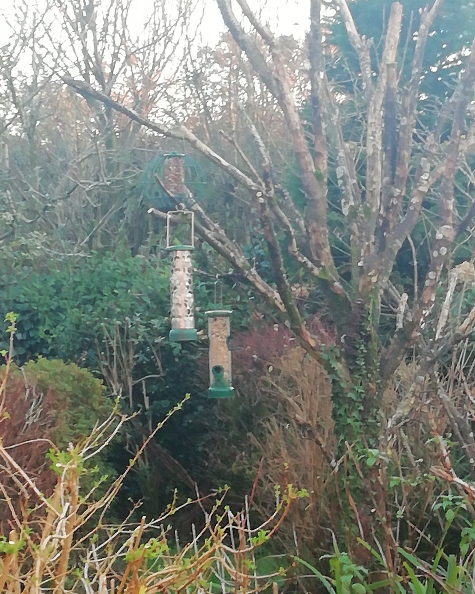 Feeders now freshly filled up!