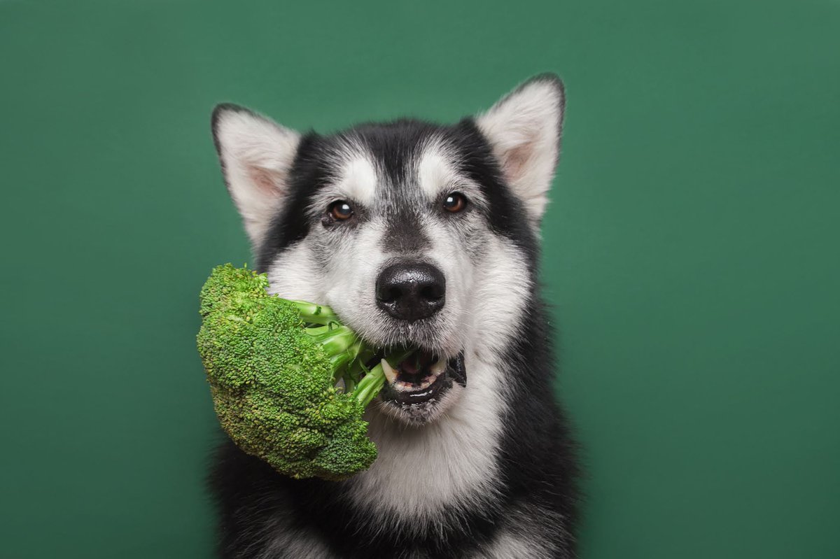 IFSA_Formations's tweet photo. A votre avis ? Véganisme et #animaux domestiques : un bon mélange ? 🙂🥦
Nos équipes se sont penchées sur le sujet avec des témoignages de vétérinaires ! 
Ça se passe ici ➡➡ https://t.co/XY4kbHdmzX https://t.co/xuoJVyjbW0