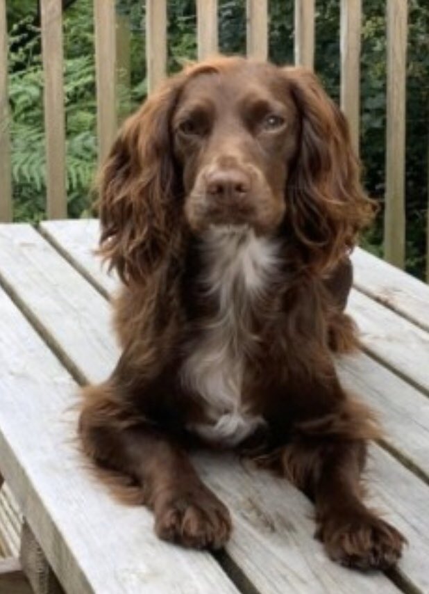 Chocolate And White Cocker Spaniel 2025