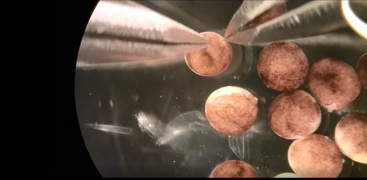 TDKTechnologies's tweet image. The Conversation: Xenobots have been called the world&apos;s first &quot;living robots&quot;. They are made entirely of living tissue, and can be programmed to move towards a certain object. #livingrobots #technology theconversation.com/not-bot-not-be…