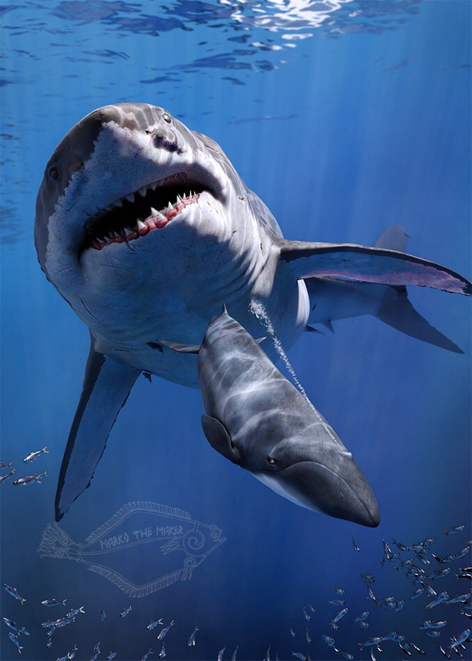 PrimalWatersPod's tweet photo. Another awesome image of a Megalodon Shark 🦈 (Credit Marko Steffensen) #TheMeg #MegaShark #MegalodonShark https://t.co/309LqSBwCa