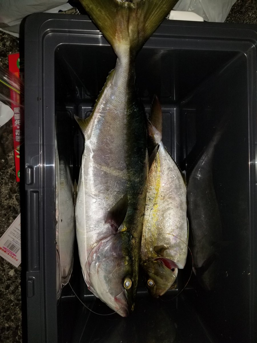 アジの泳がせ釣り