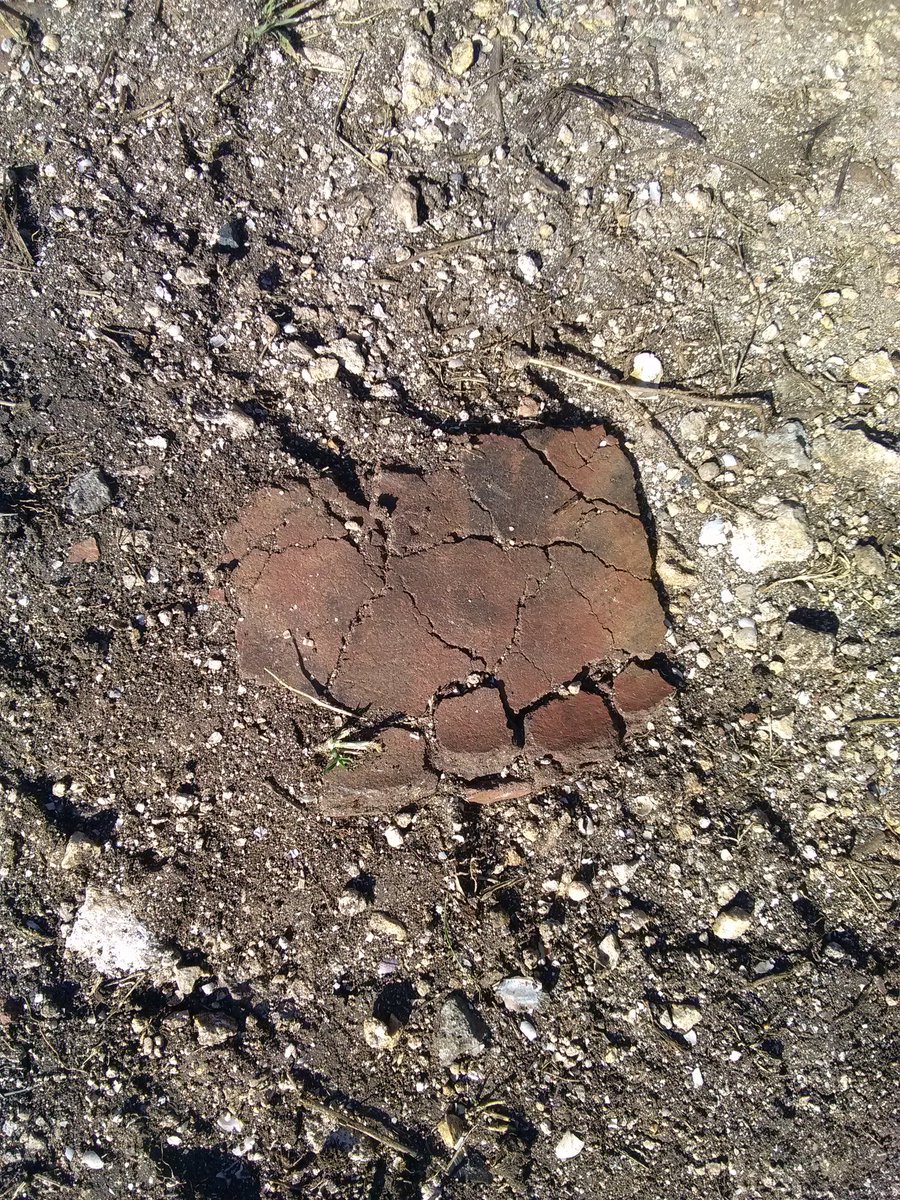 En Guadeloupe, visite de la fouille de l'Anse Mazouiller prescrite par <a href="/Prefet971/">Préfet de Guadeloupe</a> sur un chantier d'éoliennes : à proximité d'un site précolombien des habitations du XVIIIe s. sont fouillées par l'équipe de Thomas Romon