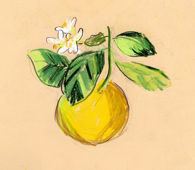 Citrus in pastel from my sketchbook today. Our next door neighbour is from Hong Kong, and loves all those big leafy plants from tropical regions. In the autumn he gave me a seedling he grew from an orange pip. It's now getting full morning sun in the war… bit.ly/30G3AEE