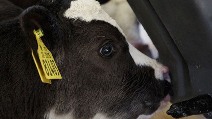 TirlanFarmLife's tweet photo. The deadline for the Calf Investment Scheme Grant applications from @agriculture_ie is approaching. Don't miss out. Read on for The how, what and when? ๐ https://t.co/dzrU1ETd2U
#thebeginningiseverything #calving2020 #calflife #teamdairy #calvingtime https://t.co/xNEyQnU9K9