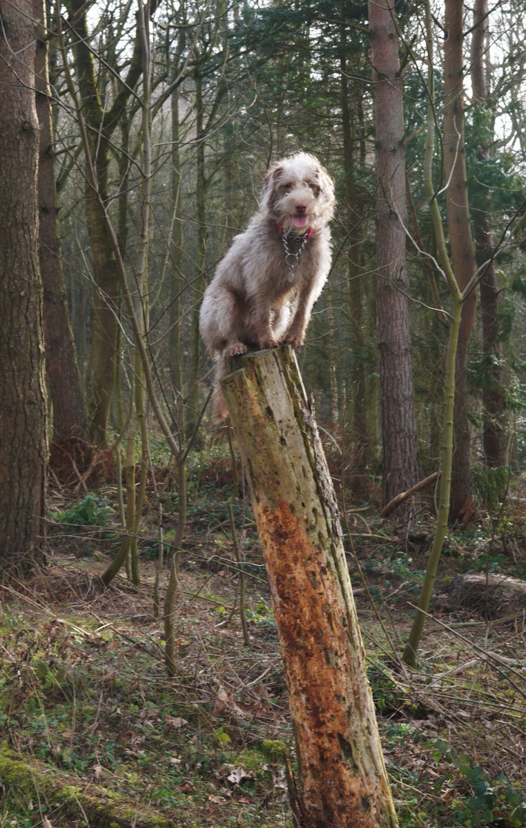 HelenWaind's tweet photo. Bokeh showing off her posing skills... she'll sit anywhere as long as there's a treat to be had! #patterpoo #patterdoodle #dogskills #clevergirl #gatepostoftheday #Bokeh #dogsoftwitter #dogsdoingstuff #cleverdog #dogs #doggo #puppy #DogsofTwittter https://t.co/fB9qtFtyXX