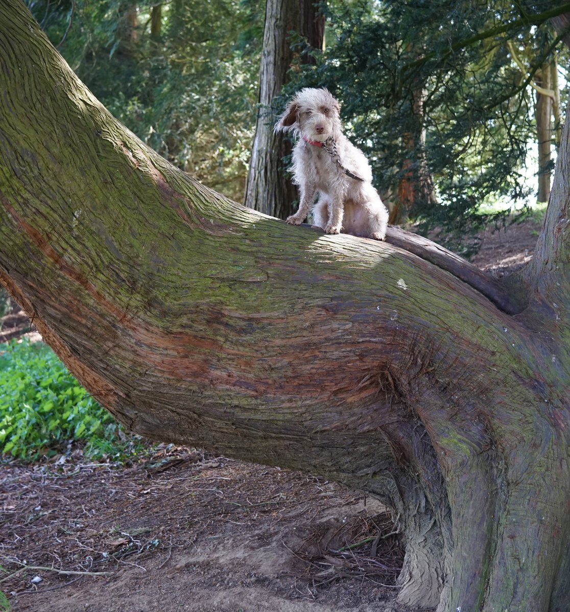 HelenWaind's tweet photo. Bokeh showing off her posing skills... she'll sit anywhere as long as there's a treat to be had! #patterpoo #patterdoodle #dogskills #clevergirl #gatepostoftheday #Bokeh #dogsoftwitter #dogsdoingstuff #cleverdog #dogs #doggo #puppy #DogsofTwittter https://t.co/fB9qtFtyXX