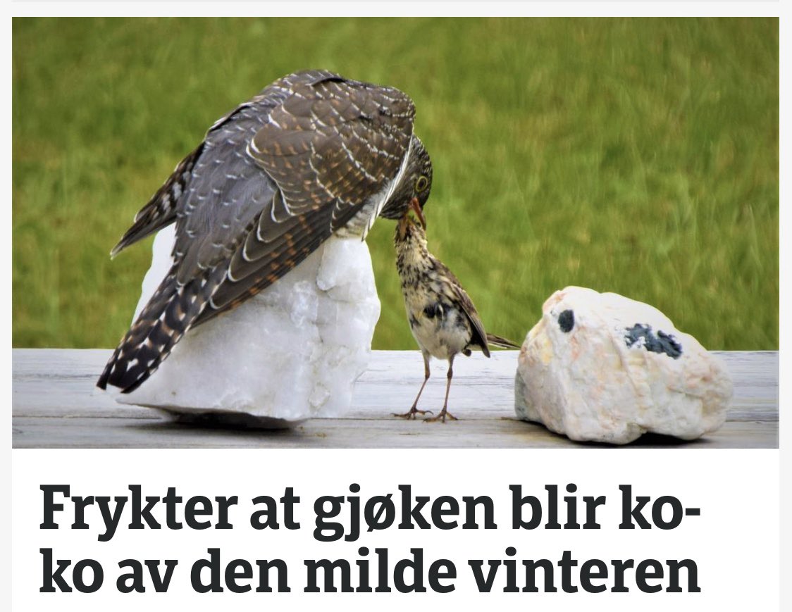 SiriTrujillo's tweet photo. Dagens beste? https://t.co/Dn0iYeYDJP