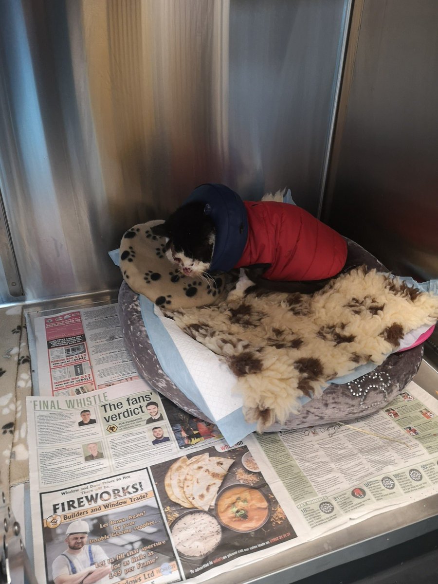 White Cross Vets tweet media
