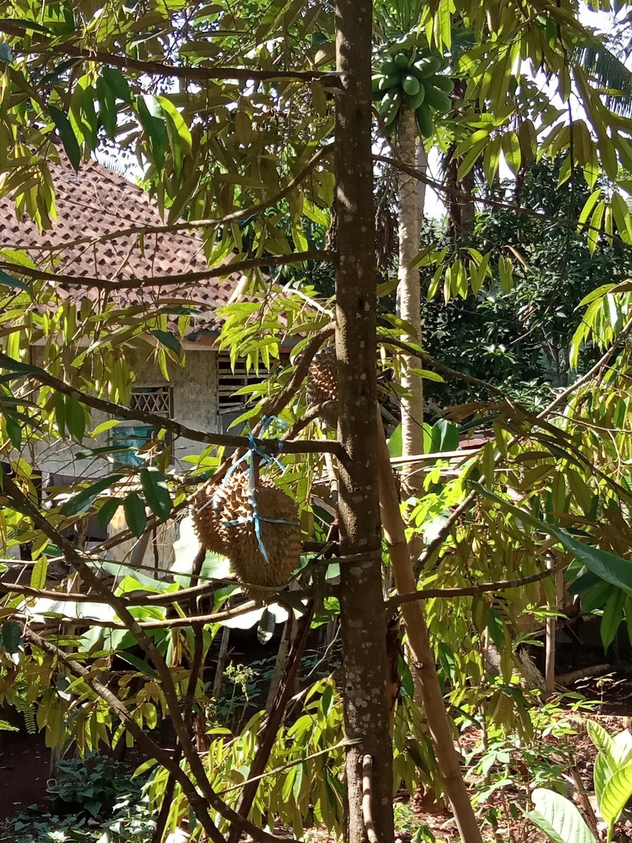 Belum banyak berbuah tp lumayan uda bs dinikmati