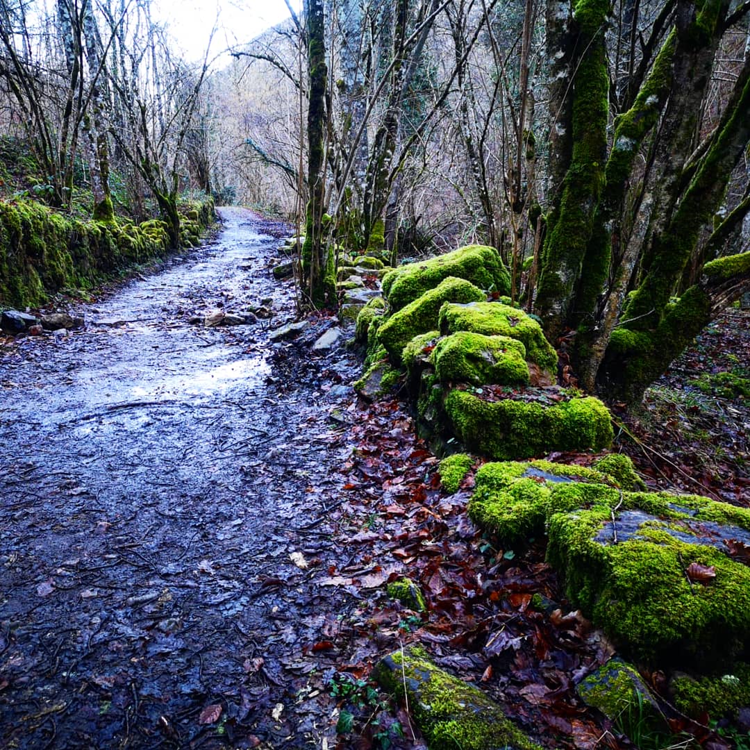 EnRutAsturias's tweet photo. Aquí os dejamos os dejamos algunas de las fotos de la ruta de ayer, #RutadelAlba. Seguro que a más de uno le apetece ir a conocer esta parte del Paraíso.
#Sobrescobio #redes #parquenatural #reservadelabiosfera
#visitasguiadas #guiaoficial #officialguide #turismofilia https://t.co/Cfv7zi4xpY