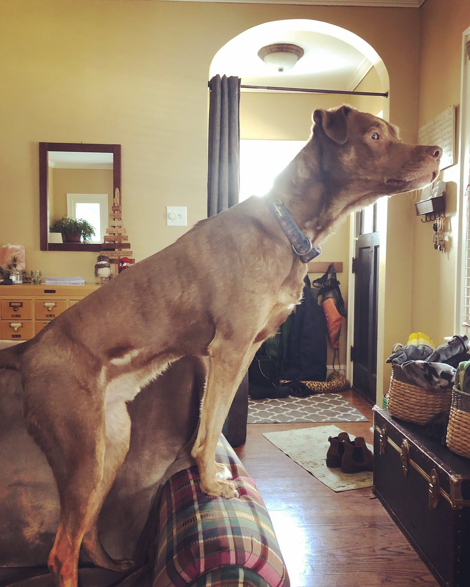 TheBillAllan's tweet image. Scooter is anti-garbage truck.
#dogsoftwitter #mutts #muttsoftwitter #rescuedogs #rescuedogsofinstagram #dogsofinstagram