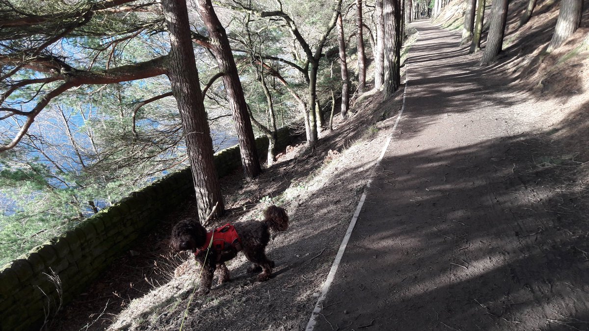 johnfisher376's tweet photo. Been a lovely day for a 5 mile walk around #langsettreservoir today with the dogs, then a fab lunch @BankViewCafe .
#dogwalk #dogwalking #dogfriendlycafe #southyorkshire https://t.co/5ZRRk2PzO7