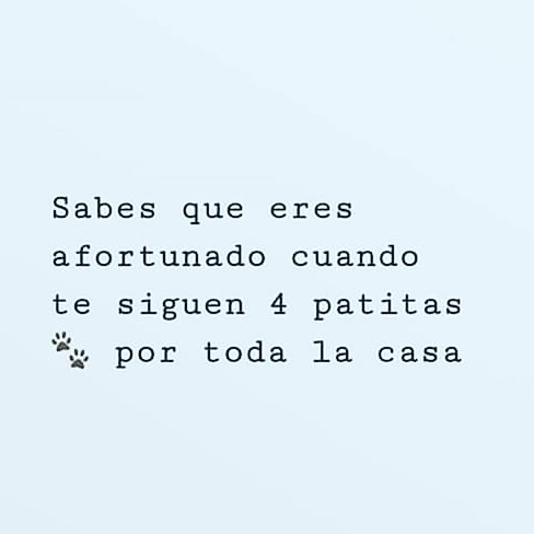 Un amigo peludo