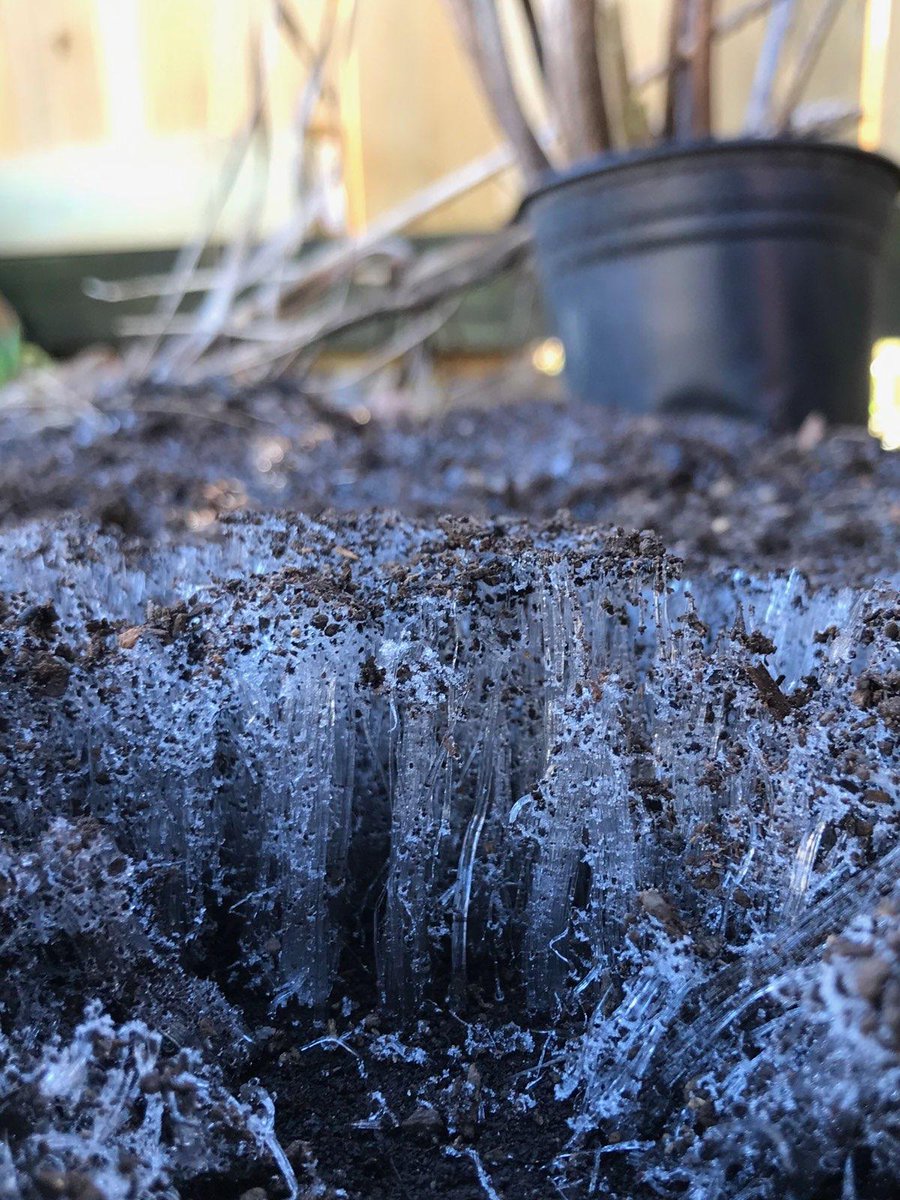 PatWalkerWX's tweet photo. With a low temp of 23° in Little Rock this morning "ice needles" formed in our garden. #ARWX #iceneedles https://t.co/dMLNN8ng7W
