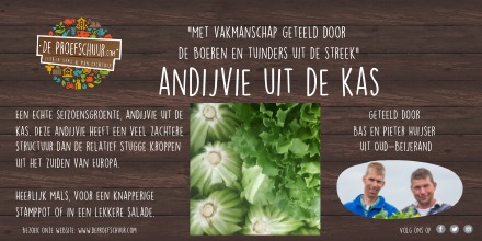 Andijvie uit de kas, heerlijk mals, voor een knapperige stamppot of in een lekkere salade. Geteeld door <a href="/Huijserbloemko1/">Huijserbloemkool🚜🚜</a> Tuinbouwbedrijf #OudBeijerland. Lekker vers &amp; van dichtbij. #seizoensgroente #smaakvol #lokaal