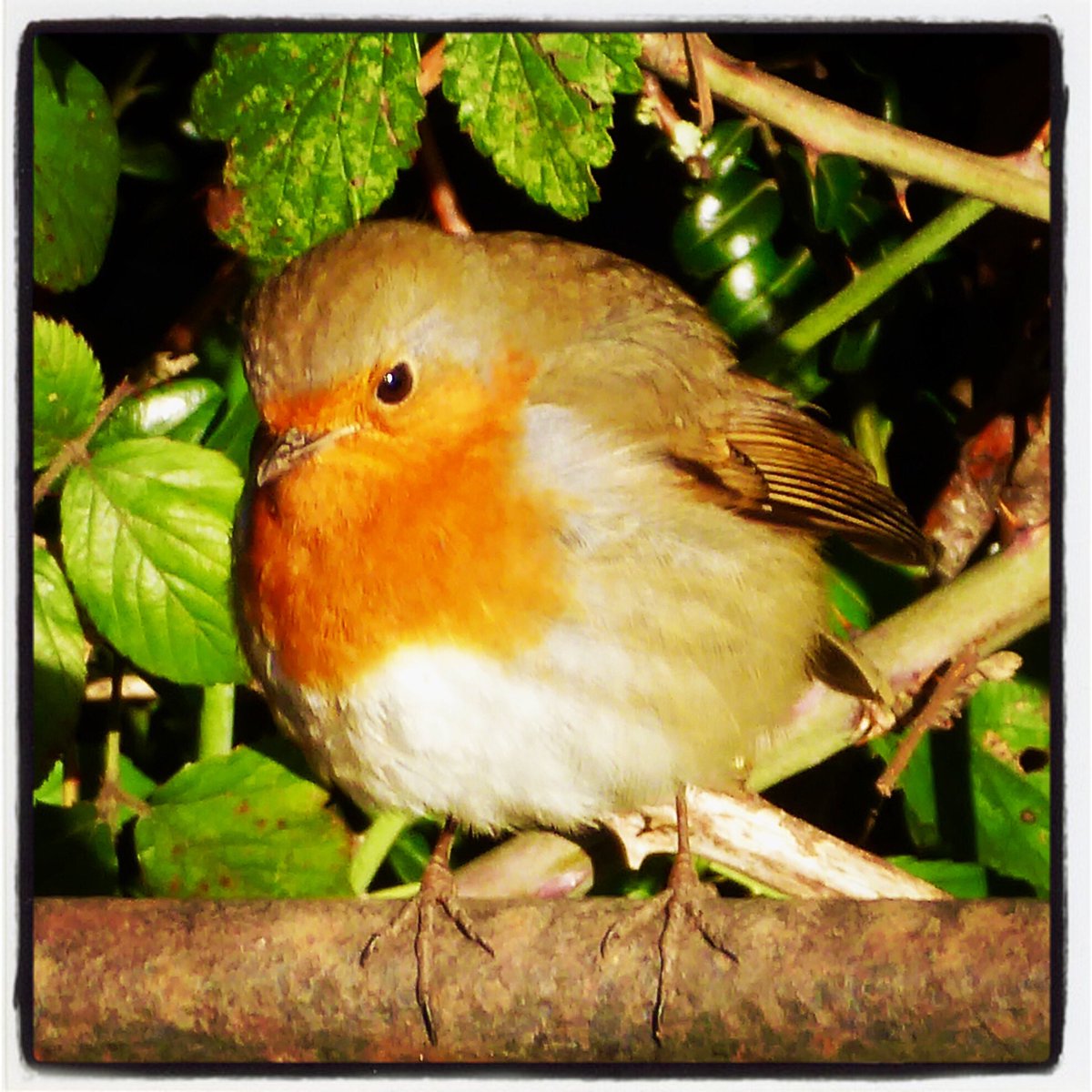 Mr_Gnome's tweet image. Your book for Christmas - and I’ve started at Charlecote Park, Warwickshire, today. Off to Cairngorms on Thursday. Thank you! @MatthewStadlen #howtoseebirds